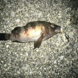 メバル狙いでチヌ