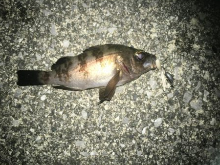 メバル狙いでチヌ