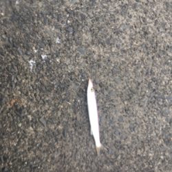 初めてのカマス