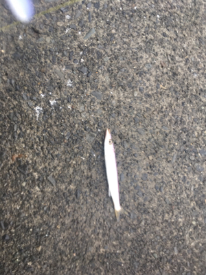 初めてのカマス