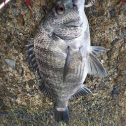 魚の活性が高い！