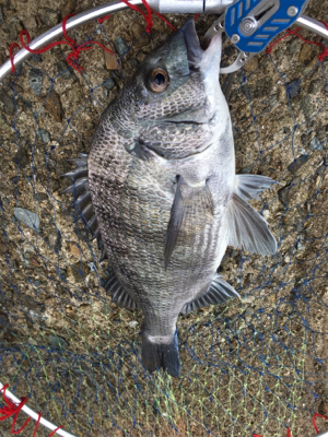 魚の活性が高い！