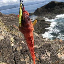 夏イカを求めて