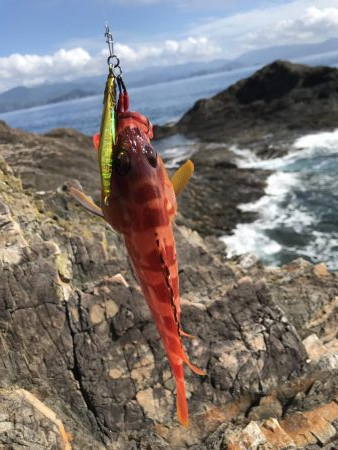 夏イカを求めて