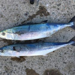 台風後のタチウオ&サゴシ!