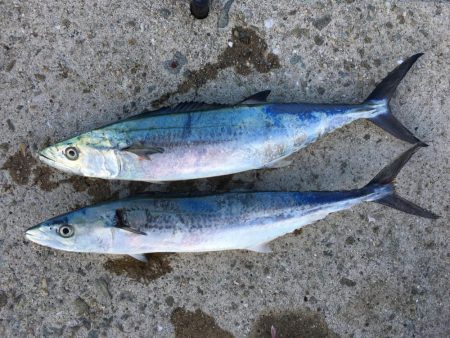 台風後のタチウオ&サゴシ!