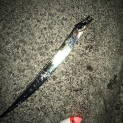 やっとタチウオ