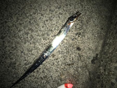 やっとタチウオ