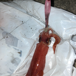 ライトエギング