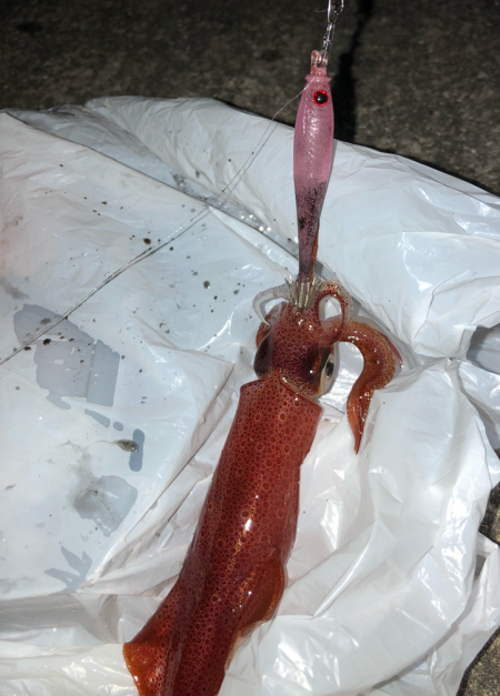 ライトエギング