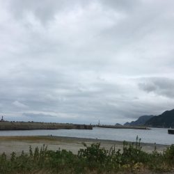 アオリの赤ちゃん