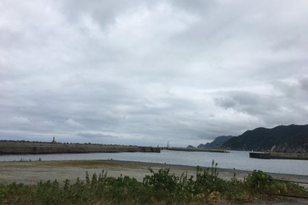 アオリの赤ちゃん