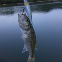 子バス釣り