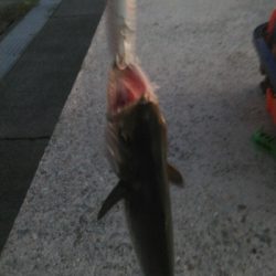 アラバマン撃沈！