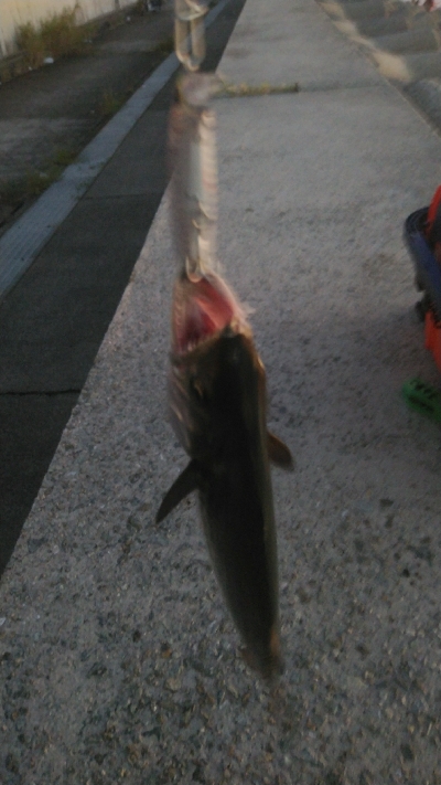 アラバマン撃沈！