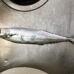 今日もサゴシー