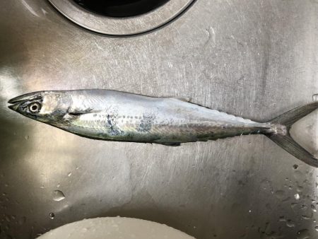 今日もサゴシー