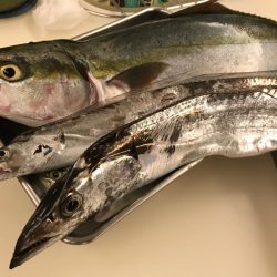 ショアジギ第2弾！