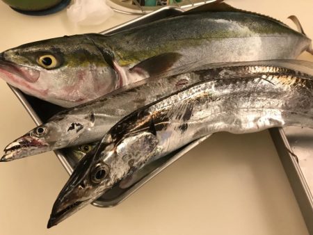 ショアジギ第2弾！