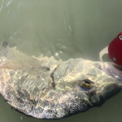 Vjでキビレ釣行