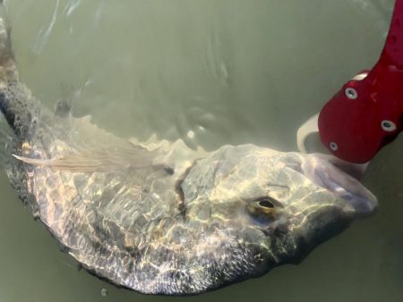 Vjでキビレ釣行