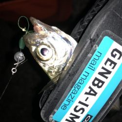 癒しのアジング