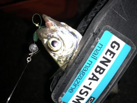 癒しのアジング