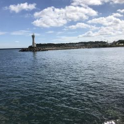 コロッケサイズのアオリイカ^_^