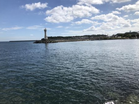 コロッケサイズのアオリイカ^_^