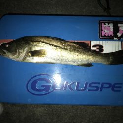 同僚とヘチ釣り