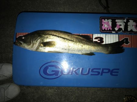 同僚とヘチ釣り