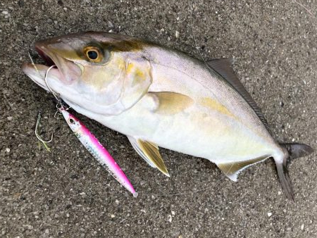 やっと本命をゲット！