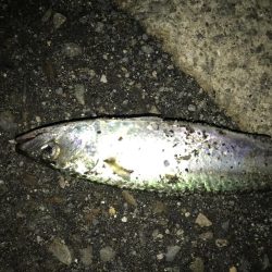 サバが、湧いてました。