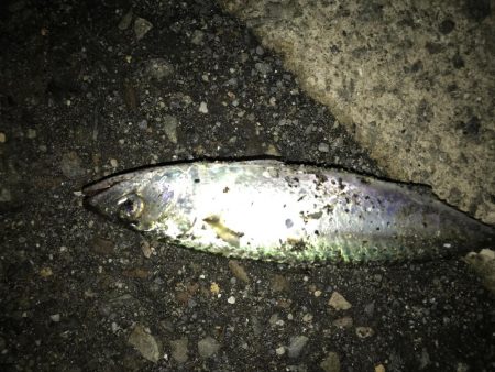 サバが、湧いてました。