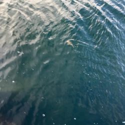 今日もエギング