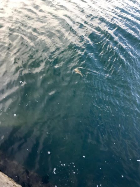 今日もエギング