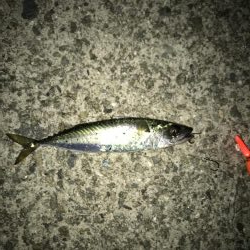 今夜もあえなく