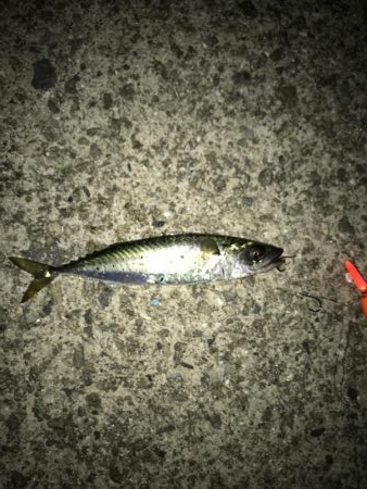 今夜もあえなく