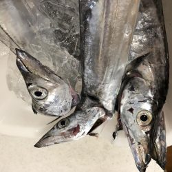 仁王丸さんでタチウオ調査