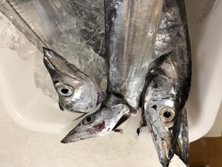 仁王丸さんでタチウオ調査