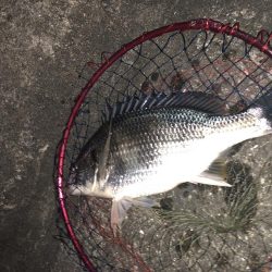 ひさびさにチヌ