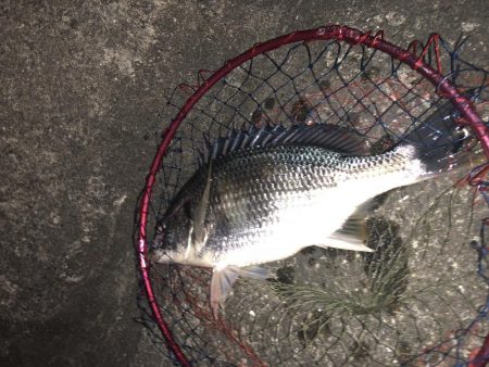 ひさびさにチヌ