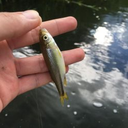 ええのん釣れた