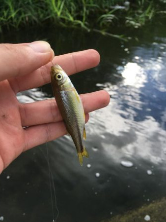 ええのん釣れた