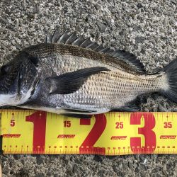 またまた夕マヅメ