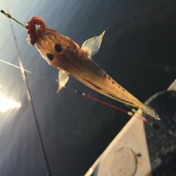 ハゼの天ぷらが食べたくて!