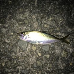 豆アジしかいない