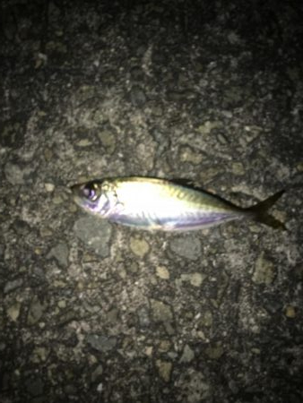 豆アジしかいない