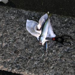 ナイトショアジギ