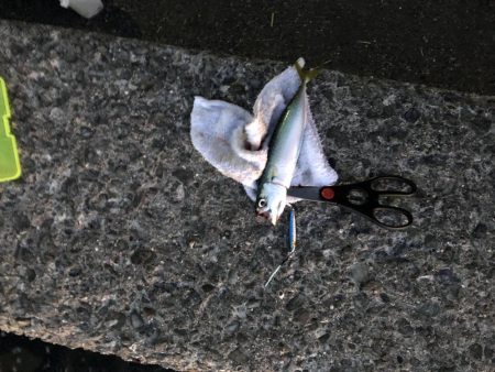 ナイトショアジギ